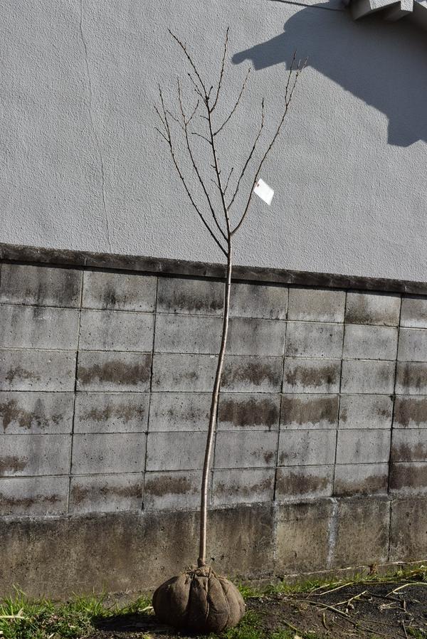 記念の植樹に立派な染井吉野桜苗【桜 】高さ1.5m前後の大苗【桜】シンボルツリー　大苗の桜　植樹に立..