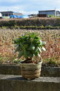 2025年は金運アップ金のなる木多肉植物 【観葉植物】花月 お届け時 お花は咲いておりません