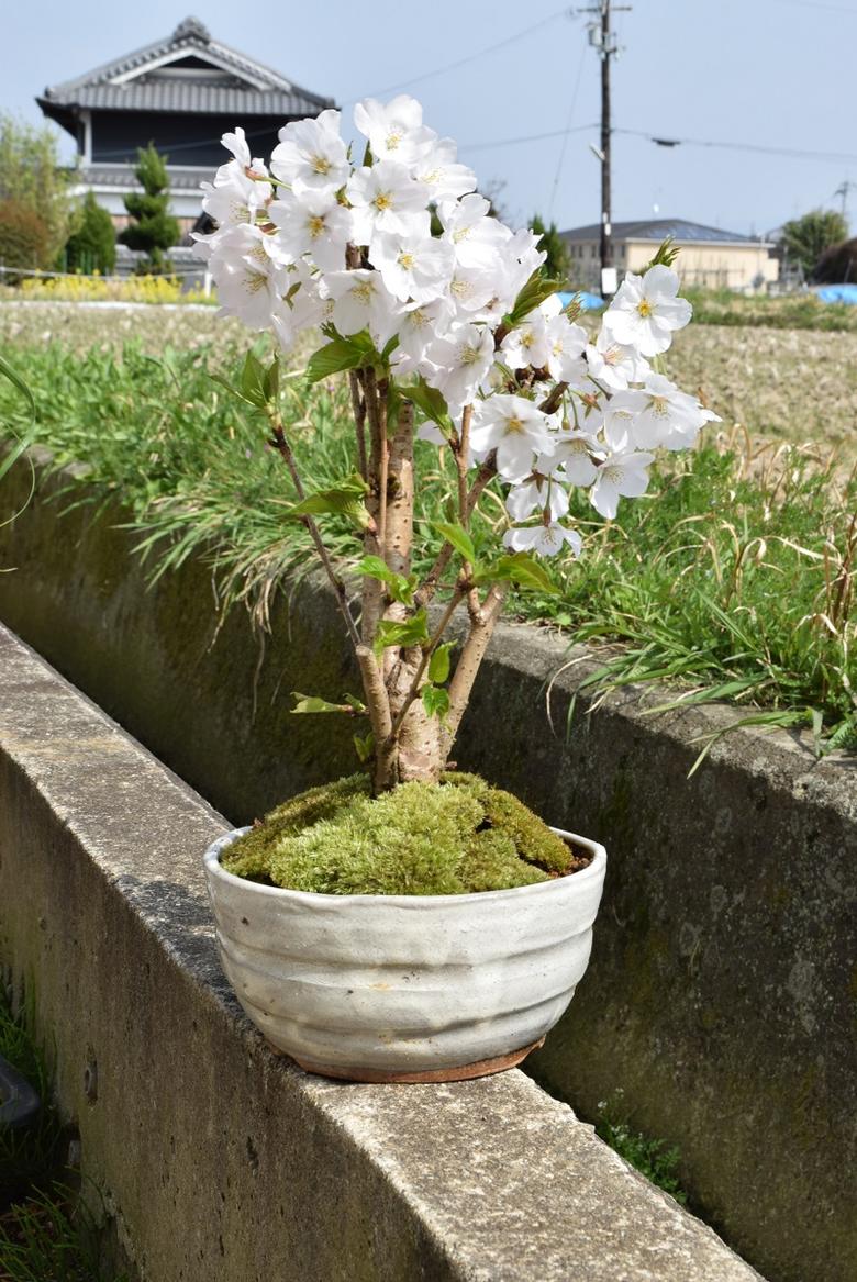 育てる楽しみ【2024年4月開花のサクラ】5月は葉桜でのお届け自宅でお花見を楽しもう染井吉野桜盆栽ソメイヨシノ盆栽サクラといえば染井吉野サクラの盆栽です吉野桜盆栽