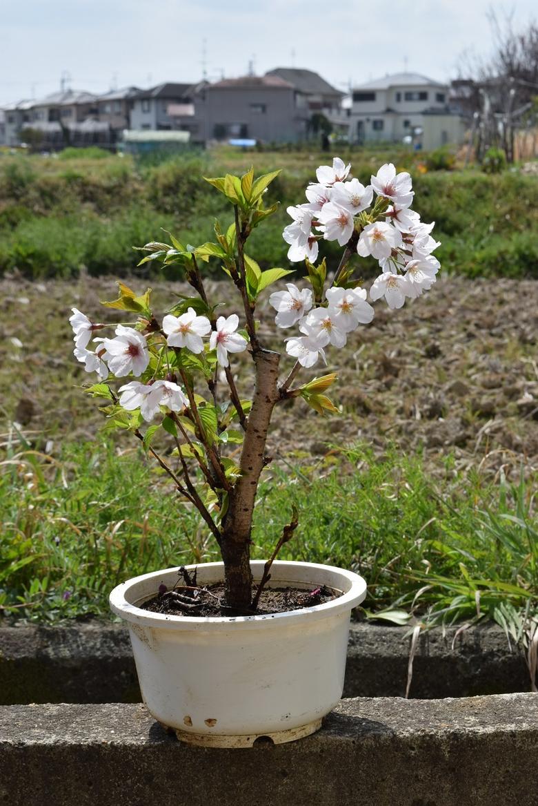 2024年開花予定のソメイヨシノ桜 4月のお届けは葉桜での　