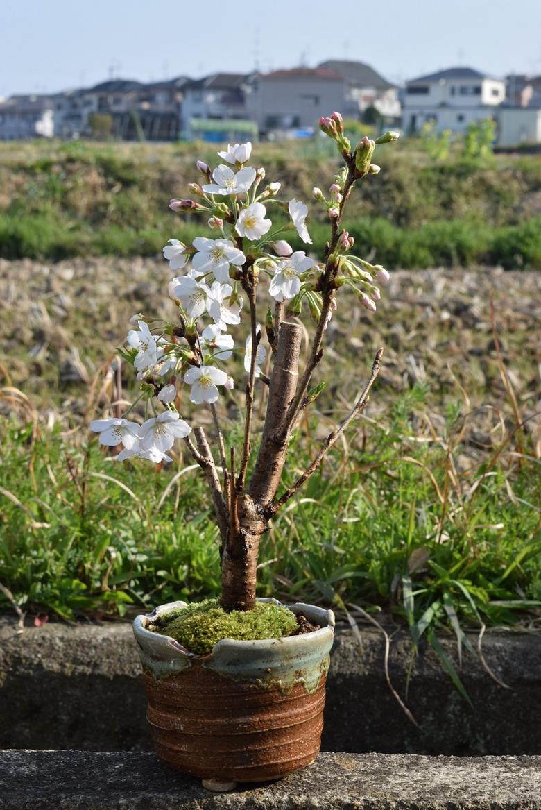 自宅でお花見を楽しもう染井吉野桜