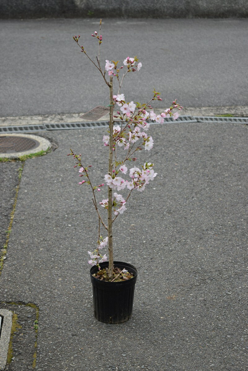 きれいな桜のお花が4月中頃に咲きますおすすめのサクラ2024年4月中頃開花鉢植え鉢植えでも庭木用でも育てる事ができます 桜の苗【御殿場桜苗】 【庭木】御殿場桜苗木 高さは 約1mです。接ぎ木3年桜苗木