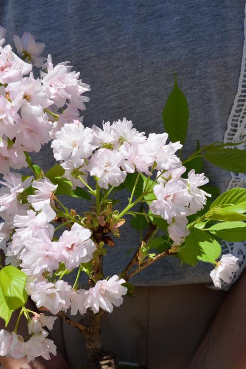 楽天市場 身近にさくらを楽しむお祝い桜盆栽4月に開花八重桜盆栽桜で自宅でお花見品種楊貴妃桜 です八重桜盆栽21年4月中頃に開花します 園芸百貨店何でも揃うこぼんさい