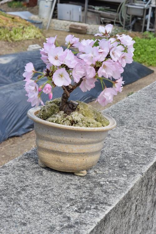 自宅でかわいい桜のお花見が楽しめます2023年4月に開花中頃予定桜盆栽【桜】お花見さくら【ミニサクラ盆栽】【桜 盆栽】八重咲クラ盆栽