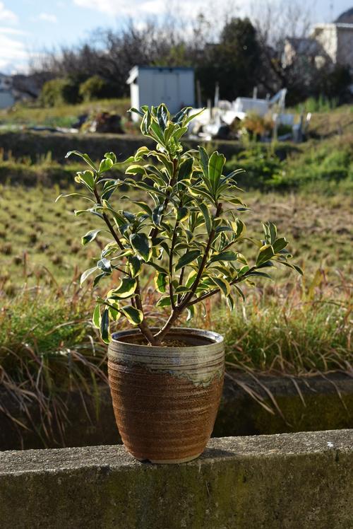 沈丁花斑入り4月から5月開花沈丁花前島ジンチョウゲ鉢植え花の香りがいいかおりがします自然の香水沈丁花覆輪沈丁花前島