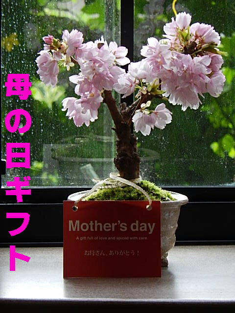 お母さんに笑顔の花咲くプレゼント桜でお花見2024年5月に開花 お誕生日プレゼント鉢 母の日用は5月に開花のさくら 自…