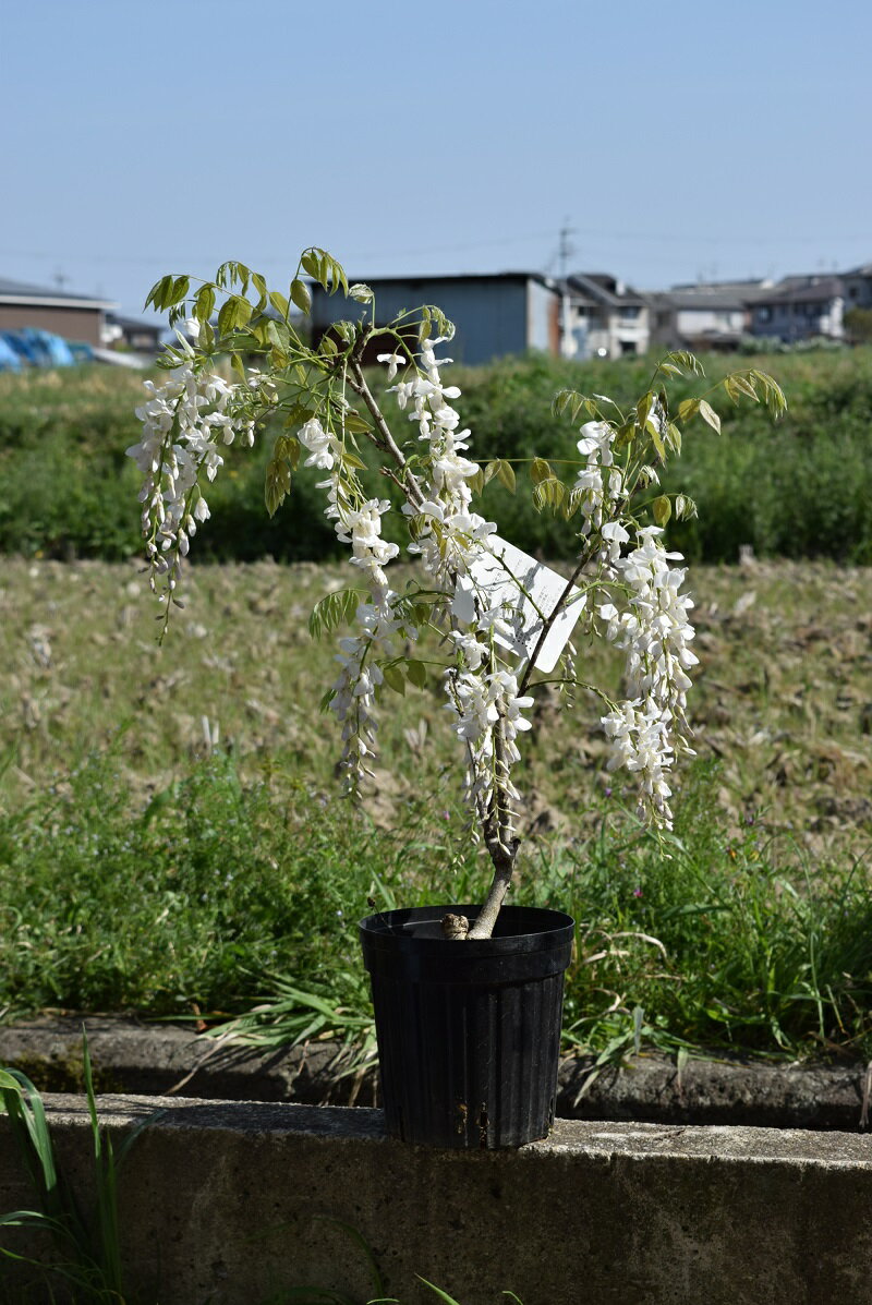 椿 苗　初嵐(白玉) 4年生挿木苗 5号（長期化成肥料付）【半日陰～好日性植物】【椿苗 ツバキ】【盆栽素材】【茶花】【花木】【椿 苗木】