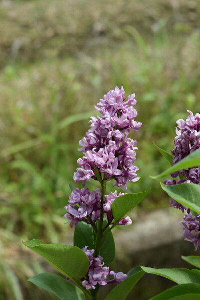 楽天市場 ライラック苗 21年花芽有庭木 落葉樹 シンボルツリー 花色紫系 園芸百貨店何でも揃うこぼんさい 楽天市場 ライラック苗 21年花芽有庭木 落葉樹 シンボルツリー 花色紫系 園芸百貨店何でも揃うこぼんさい