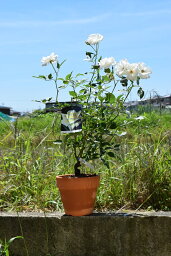 2024年ギフト育てる楽しむバラ鉢植え【バラ鉢植え】白バラ【バラ】　ラッピング込み