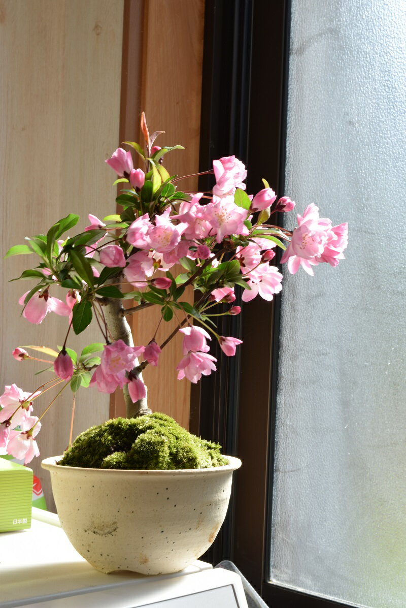 誕生日プレゼントに花盆栽4月頃お花見が楽しめます2019年4月頃開花ミニ盆栽スイシ海棠　ハナカイドウサクラ盆栽ハナカイドウ桜はなかいどう