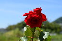 バラ 鉢植え 真紅の薔薇鉢植え2024年お誕生日プレゼントにプレゼント用のギフト鉢植のバラ【バラ鉢植え】真紅の赤バラ【バラ】ラッピング込み