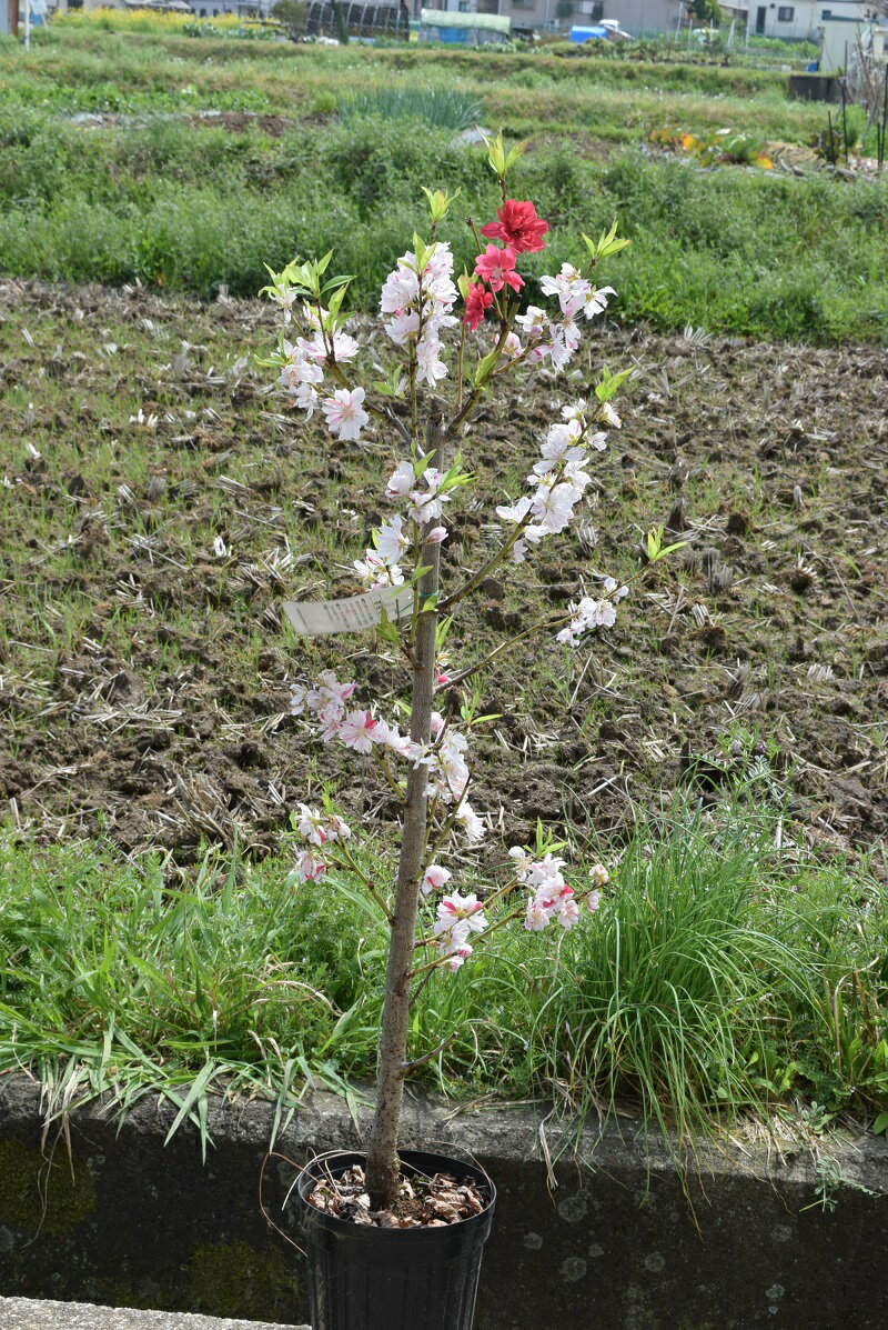 おすすめの苗源平桃苗おめでたい桃花2024年花芽確認苗4月下旬開花源平桃　咲き分け 【庭木ハナ桃苗】 【花桃】　　桃…