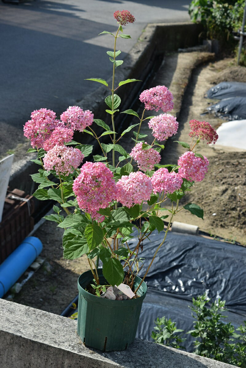 【！！！5月15日からの発送となります！！！】母の日プレゼントにピンクのアナベル2024年6月に開花おすすめのピンクアナベルはピンク色に咲くアナベル　アジサイ 中苗 2024年6月に開花　アジサイ：限定販売　とても珍しい　　　ピンクアナベル