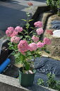 母の日贈り物に2021年贈り物にピンクアナベルはピンク色に咲くアナベル　アジサイ 中苗 2021年6月に開花　アジサイ：アナベルピンク花 限定販売　とても珍しい　　　ピンクアナベル