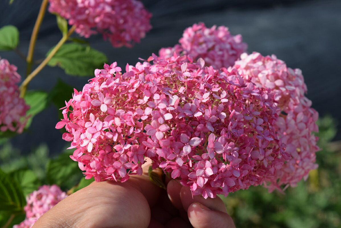 楽天市場 21年6月に開花おすすめのピンクアナベルはピンク色に咲くアナベル アジサイ 中苗 2１年6月に開花 アジサイ アナベルピンク花 限定販売 とても珍しい ピンクアナベル 園芸百貨店何でも揃うこぼんさい