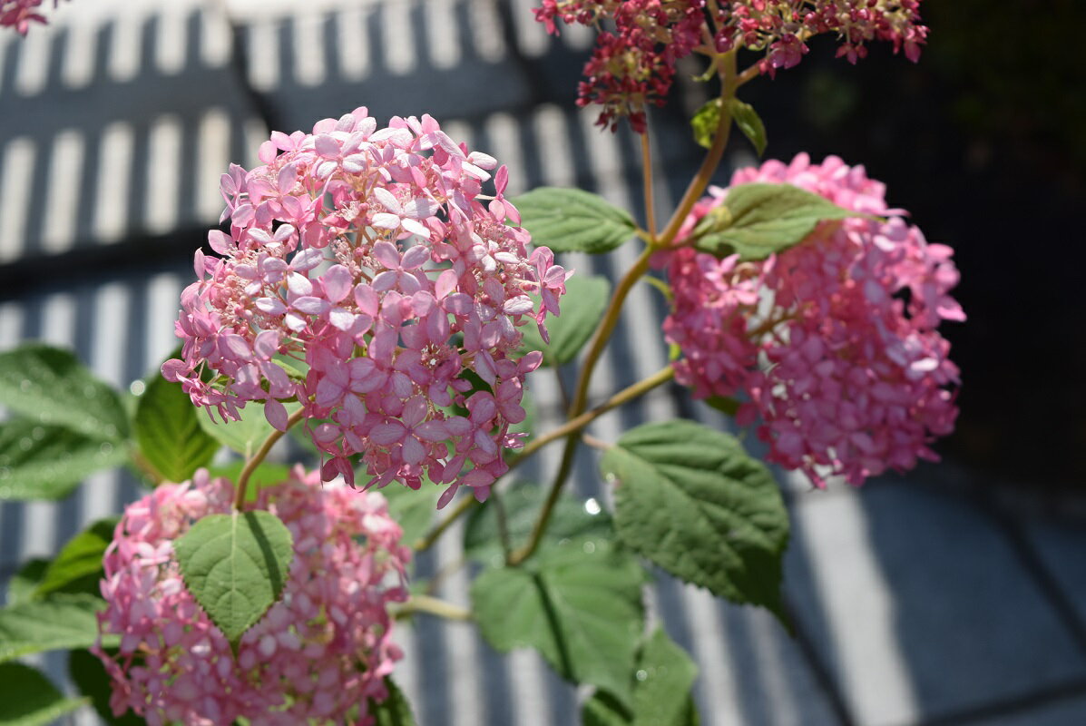 楽天市場 21年6月に開花おすすめのピンクアナベルはピンク色に咲くアナベル アジサイ 中苗 2１年6月に開花 アジサイ アナベルピンク花 限定販売 とても珍しい ピンクアナベル 園芸百貨店何でも揃うこぼんさい