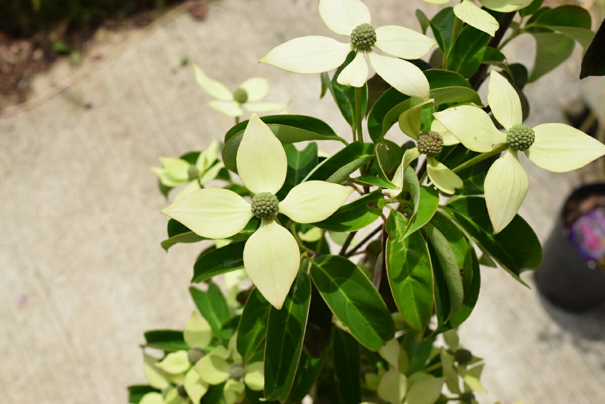 記念の植樹に2019年4月~5月に開花するヤマボウシ苗シンボルツリー【庭木苗】ホンコンエンシス月光苗常緑ヤマボウシ苗木月光