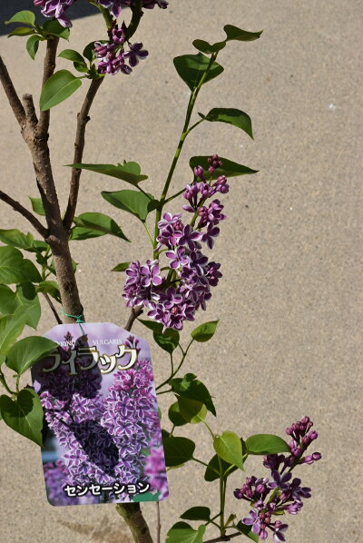 楽天市場 ライラック苗 22年花芽有庭木 落葉樹 シンボルツリー 花色淡紫桃色の八重咲き芳香の強いライラック苗木 センセーションライラック 園芸百貨店何でも揃うこぼんさい 楽天市場 ライラック苗 22年花芽有庭木 落葉樹 シンボルツリー 花色淡紫桃色の八重咲き芳香の強いライラック苗木 センセーションライラック 園芸百貨店何でも揃うこぼんさい
