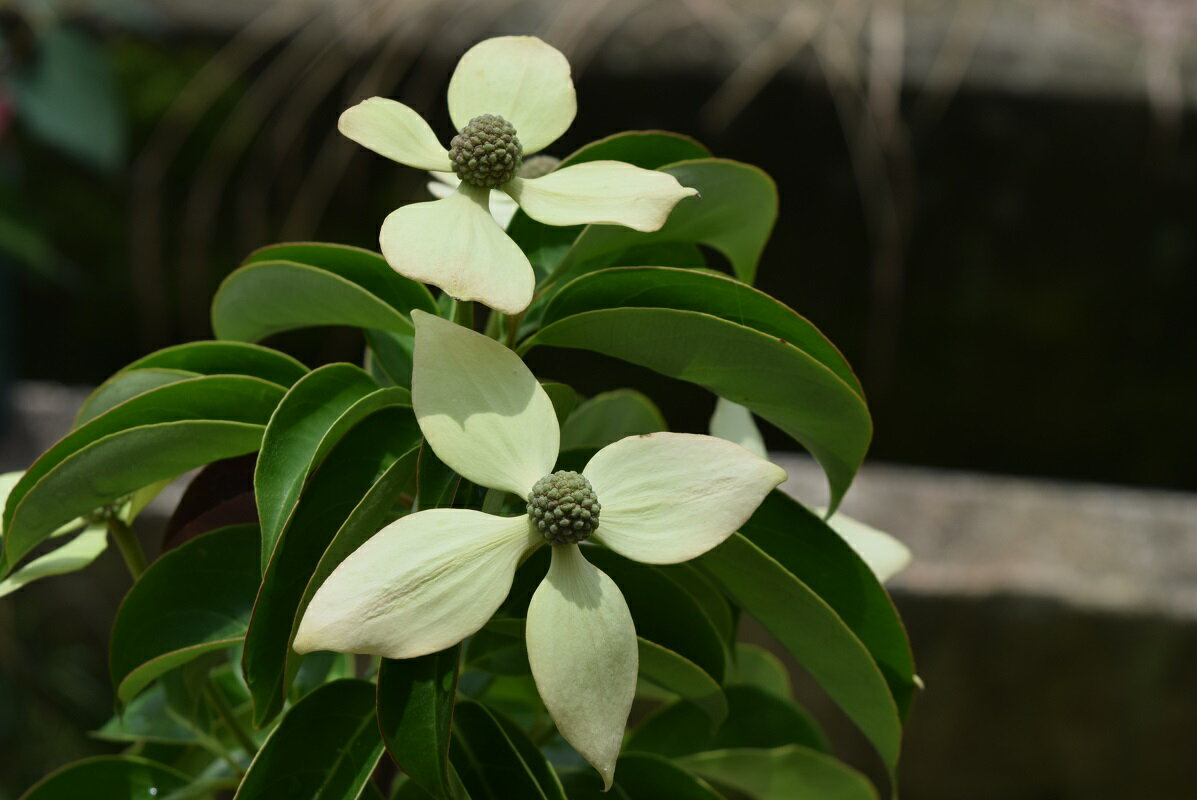 記念の植樹に2019年4月~5月に開花するヤマボウシ苗シンボルツリー【庭木苗】ホンコンエンシス月光苗常緑ヤマボウシ苗木月光