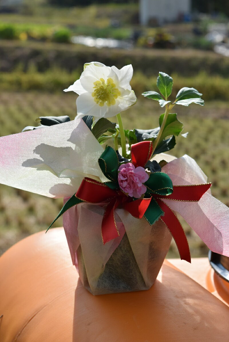 1月の花｜アイリスやアネモネなど！寒さにも強いおすすめのお花を教えて！