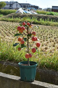 2020年【長寿リンゴ】プレゼント父の日の贈り物に6月のお届けは開花が終わり小さい実ができた状態でのお届けとなります【家で手頃に果樹栽培りんご】【長寿りんご】10月〜11月頃実が赤くなりプレゼントや誕生日のプレゼントにりんごの鉢植え長寿紅リンゴ実付き りんご