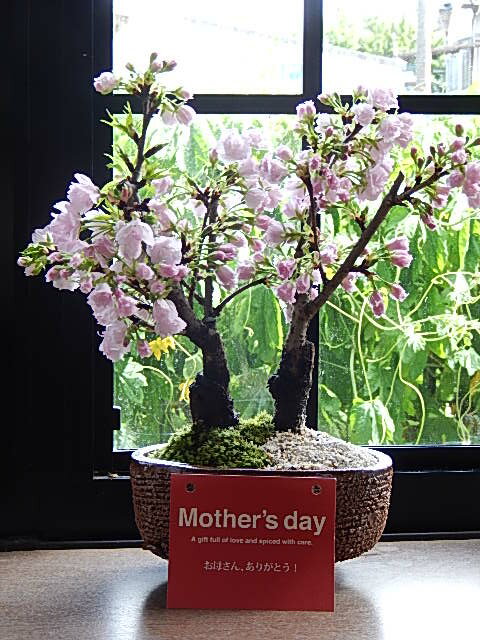 【遅れてごめんね　母の日】笑顔の花が咲く桜を母の日に自宅でさくらのお花見ギフト2024年5月に開花プレゼントや贈り物にさくら盆栽桜盆栽ツイン桜盆栽信楽鉢入り 八重桜盆栽