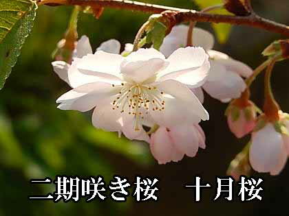 冬の時期に咲く10月桜ミニ盆栽十月さくら盆栽さくら鉢植え二季