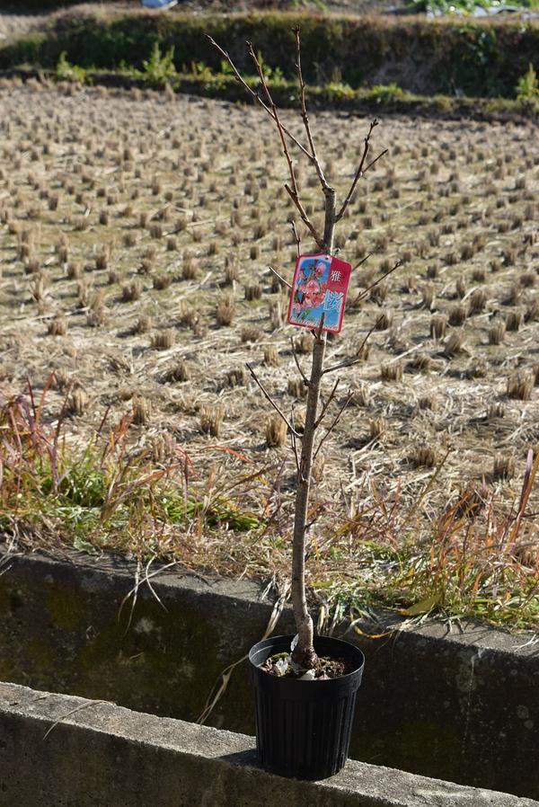 さくら苗【雅桜　桜苗】2022年3月頃開花予定のさくら苗さくら苗一重咲き　早咲き　...