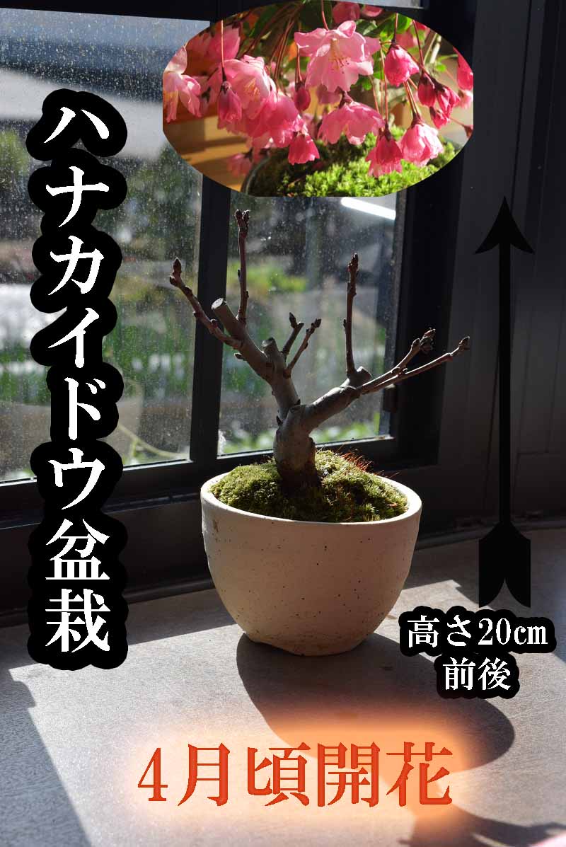 楽天市場 ハナカイドウ盆栽21年4月頃お花見が楽しめますミニ盆栽スイシ海棠 ハナカイドウサクラ盆栽桜盆栽 園芸百貨店何でも揃うこぼんさい