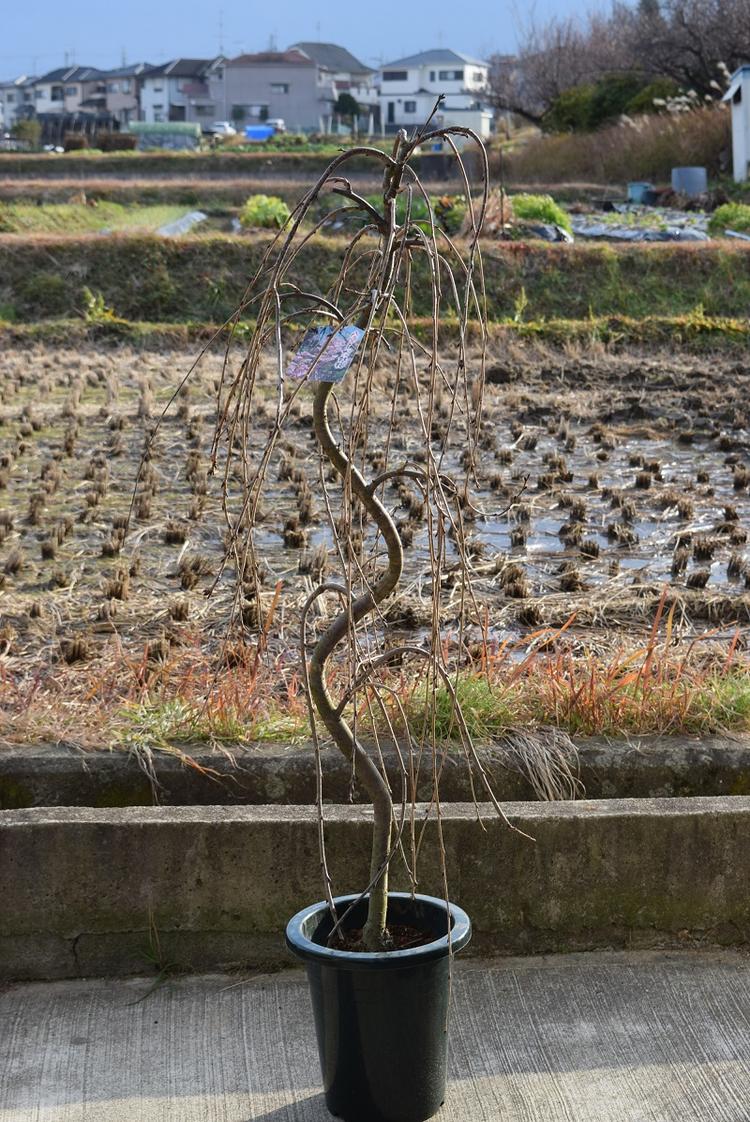 【2024年1月末頃からのお届けになります】2024年開花予定おすすめの【八重しだれ桜】 【記念日】【お祝い】風情のあるしだれ桜苗 シダレ桜 1.5m 大苗 自宅のシンボルツリーに 大きいしだれ桜お…