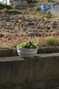 ロウバイ2024年1月〜2月開花満月ロウバイ鉢植え満月蝋梅ロウバイ蝋梅のお花からとてもいい香りします。満月ロウバイ鉢植え