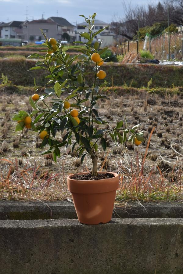 お届けは実がついていてませんが　食べれるきんかん果樹実付ですキンカン鉢植え金柑鉢植えミニミカン