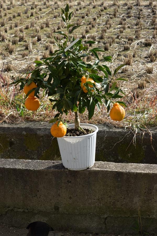 デコポンプラ鉢植　2024年　1個から2個実付です　みかんの木不知火鉢植え実がついています。　ビタミンCは　免疫力アップみかん鉢植え収穫は1月〜2月頃です