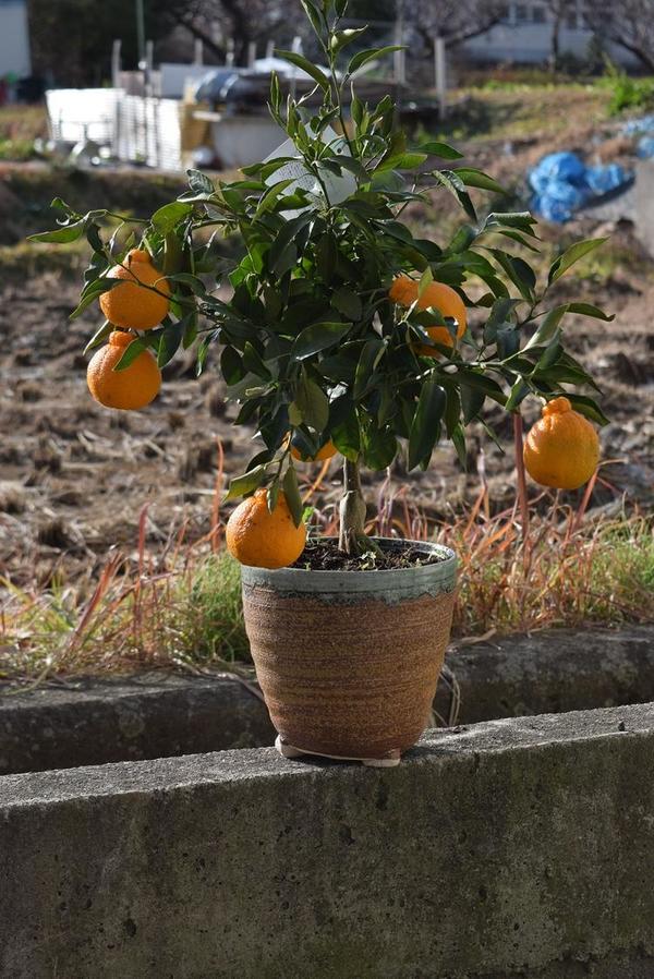 育てるデコポン鉢植みかんの木不知火鉢植え実がついておりません。　ビタミンCは　免疫力アップ　ミカン鉢植えのサムネイル