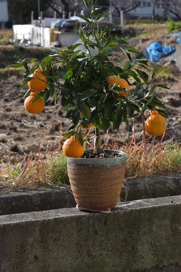 育てるデコポン鉢植みかんの木不知火鉢植え実がついておりません。　ビタミンCは　免疫力アップ　ミカン鉢植え