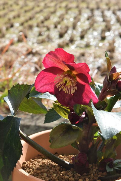 楽天市場 年クリスマスローズ1月 2月開花見込みピンクニゲルクリスマスローズ氷の薔薇 鉢植えニゲルのレッド花 園芸百貨店何でも揃うこぼんさい