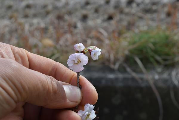 二期咲の桜十月さくらポット苗【十月桜】 桜盆栽十月桜 秋と春に2回開花するさくらです