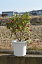 前島沈丁花苗 2019年2月頃開花ジンチョウゲ覆輪沈丁花前島