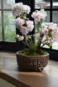母の日プレゼントにお祝い2025年4月に開花プレゼントや贈り物にさくら盆栽桜盆栽ツイン桜盆栽信楽鉢入り 八重桜盆栽
