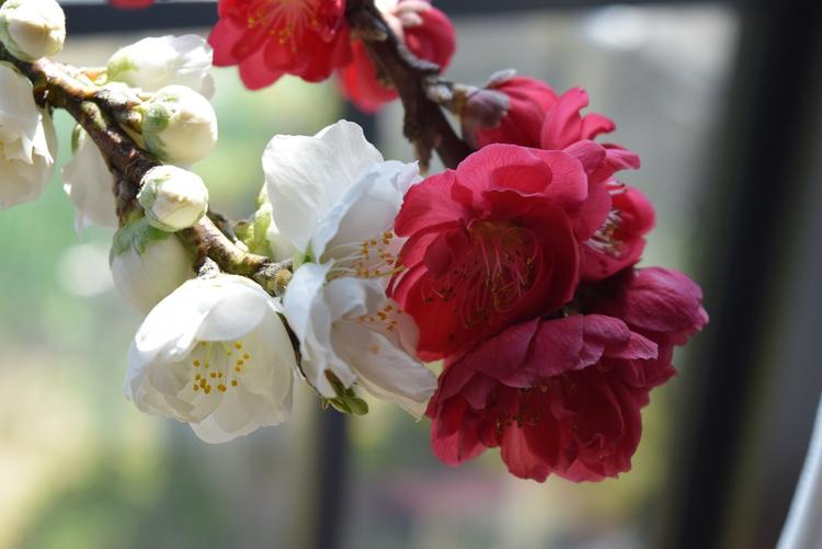 楽天市場 お祝いの桃花21年3月 4月に開花ハナ桃縁起の良い桃の木 花桃鉢植え 南京桃しだれ桃 桃花鉢植え 桃の花花桃源平 園芸百貨店何でも揃うこぼんさい