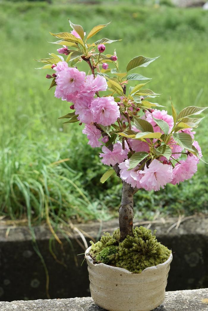 自宅でお花見2024年4月に開花八重桜関山桜　八重桜盆栽　ピ