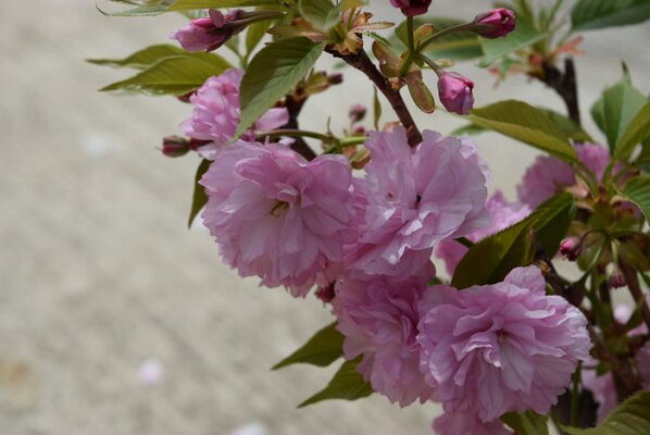 楽天市場 自宅でお花見21年4月に開花八重桜関山桜 八重桜盆栽 ピンクの桜4月中頃に開花します桜盆栽 園芸百貨店何でも揃うこぼんさい 楽天市場 自宅でお花見21年4月に開花八重桜関山桜 八重桜盆栽 ピンクの桜4月中頃に開花します桜盆栽 園芸百貨店何でも揃うこぼんさい