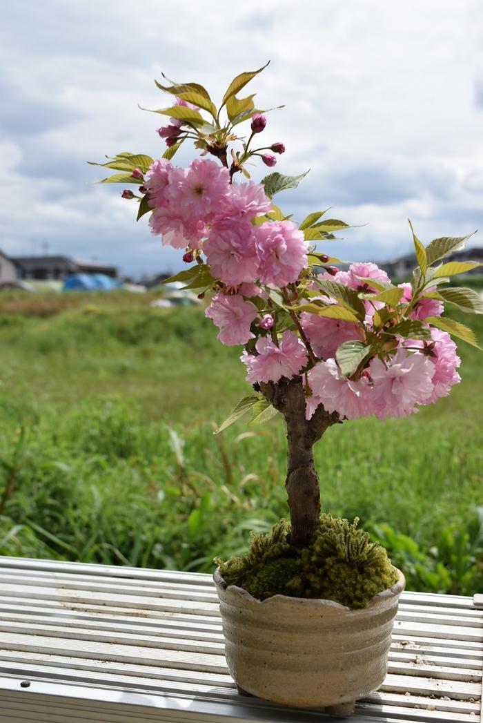 【2024年4月頃開花予定】自宅でお花見を楽しもう関山桜　八