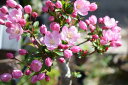 2025年4月下旬〜5月に開花おすすめですお誕生日プレゼントにハナカイドウしっかりとした接ぎ木3年物花海棠 【大苗庭木カイドウ