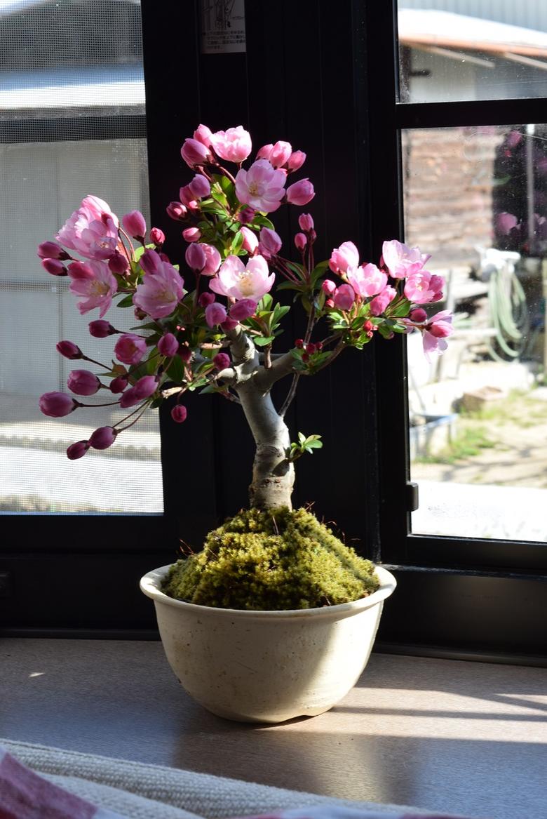 4月頃お花見が楽しめます2019年開花ミニ盆栽スイシ海棠ハナカイドウサクラ盆栽