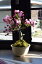 お誕生日プレゼント盆栽鉢花ギフトにおすすめてせす2024年4月中頃開花お花見が楽しめますミニ盆栽スイシ海棠ハナカイドウ盆栽　6月のお届けは開花終了しております