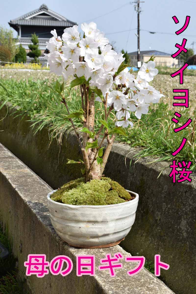 今季開花終了葉桜です自宅でお花見桜盆栽2021年4月のお届けは開花終了葉桜でのお届けソメイヨシノ盆栽サクラといえば染井吉野サクラの盆栽です