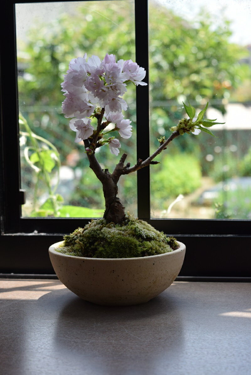 さくらのお花見を楽しむ2024年4月中頃開花のさくら桜盆栽お花見さくら【ミニサクラ盆栽】お誕生日プレゼントにお花見…