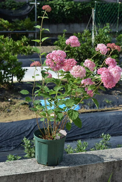 楽天市場 剪定後でのお届けとなります 母の日贈り物に21年6月開花ピンクアナベルあじさい大苗7号サイズピンクのアナベルはピンク色に咲く アナベルアジサイ花芽確認大苗 大きいサイズ アジサイアナベルピンク花 ピンクのアナベル 園芸百貨店何でも揃うこぼんさい 楽天市場 剪定後でのお届けとなります 母の日贈り物に21年6月開花ピンクアナベルあじさい大苗7号サイズピンクのアナベルはピンク色に咲く アナベルアジサイ花芽確認大苗 大きいサイズ アジサイアナベルピンク花 ピンクのアナベル 園芸百貨店何でも揃うこぼんさい