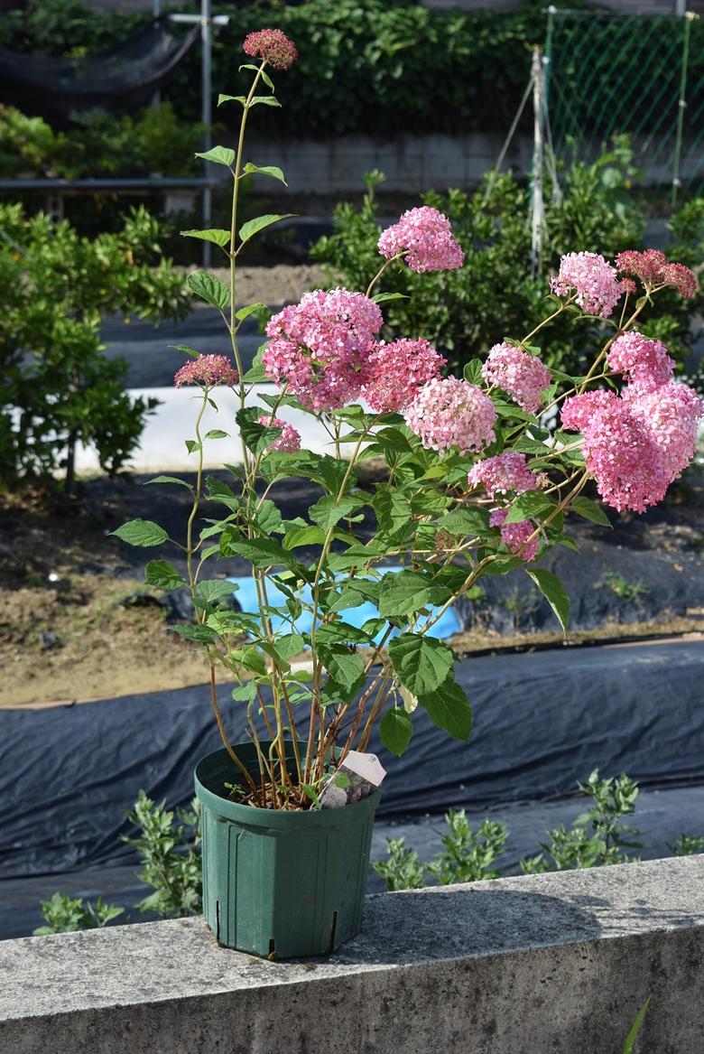 楽天市場 剪定後でのお届けとなります 母の日贈り物に21年6月開花ピンクアナベルあじさい大苗7号サイズピンクのアナベルはピンク色に咲く アナベルアジサイ花芽確認大苗 大きいサイズ アジサイアナベルピンク花 ピンクのアナベル 園芸百貨店何でも揃うこぼんさい